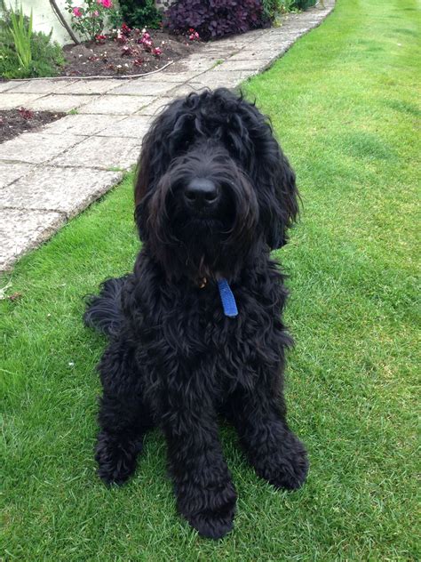 Beautiful Floodle (flat coat retriever/ poodle) Flat Coated Retriever ...