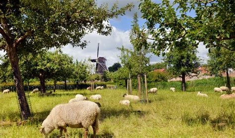 Stadspark Montfoort – Audio guide by Montfoort Vitaal | tmatic.travel