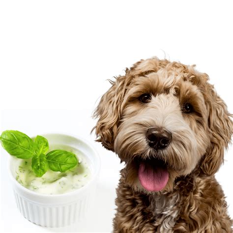Can Dogs Eat Ranch Dressing? Is Ranch Dressing Safe For Dogs? - Rested Paws