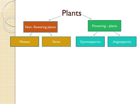 Image result for Plant Classification