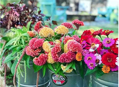 How to Grow Fall Cut Flowers in Central Florida, Harry P. Leu Gardens ...