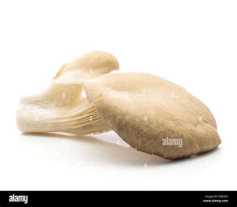 Oyster mushroom (one Pleurotus ostreatus) isolated on white background ...