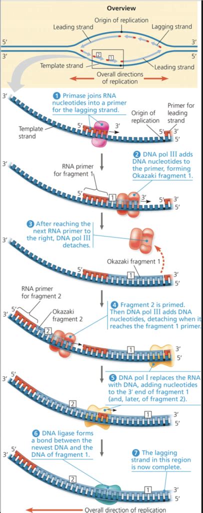 DNA Replication 的图像结果