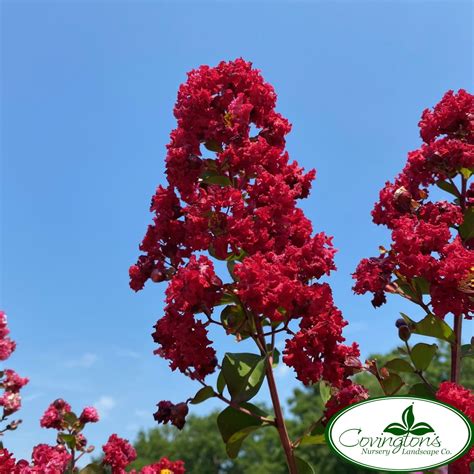 CRAPE MYRTLE dynamite® - Covingtons