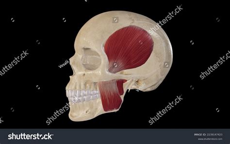 Muscles of Mastication Lecture 的图像结果