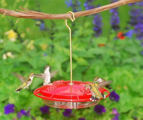 Image result for Hummingbird Feeder Setup