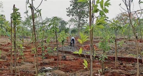 Newsband - RTI exposes gaps in NMMC’s tree plantation data