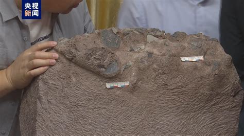 恐龙研究专家：四川盆地迄今发现38处恐龙足迹化石点，其中3处比侏罗纪还早_我国_中国_类型