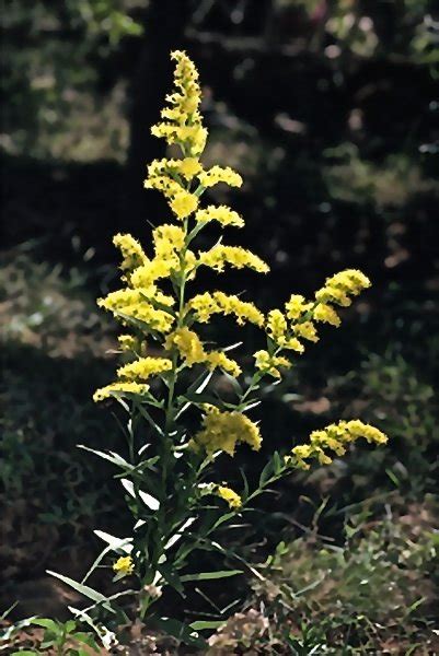 Mental sincerity : spiritual meaning of flower by The Mother