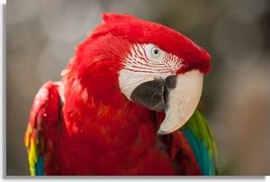 red green macaw parrot Paper Print - Nature, Animals posters in India ...