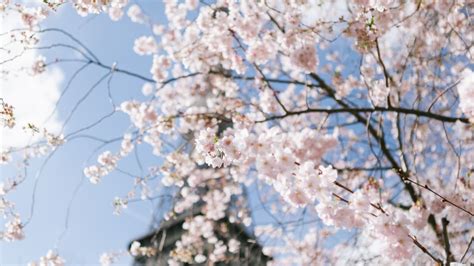 10 Things to Do in Paris in Springtime - Hellotickets