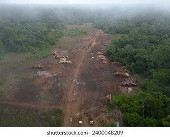 Image result for Logging Amazon Rainforest