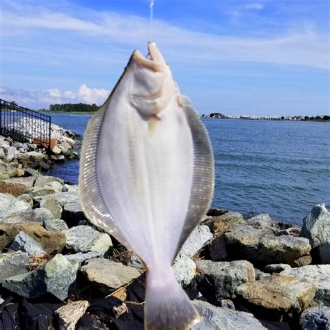 The Best Side Dishes to Serve with Petrale Sole – Delicious Pairings