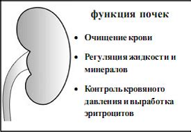Почки и их функции | Kidney Structure and Kidney Function in Russian