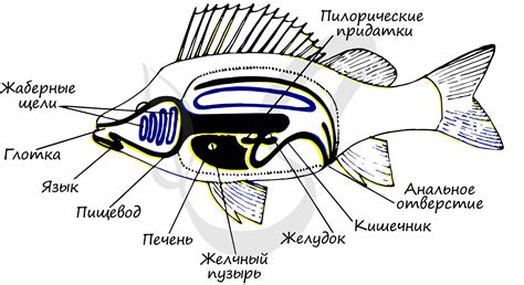 Виды рыб таблица | Obrezka.com