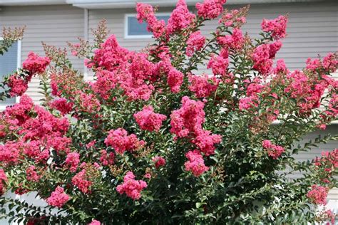 Best Time To Transplant Crepe Myrtle And Signs It’s Time To Do It