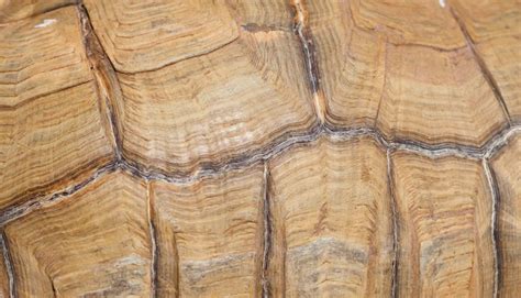 Image result for Turtle Shell Peroxide