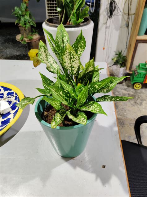 Aglaonema Snow-white – Growing Green