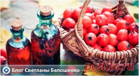 Боярышник полезные свойства и противопоказания для мужчин и женщин. К ...