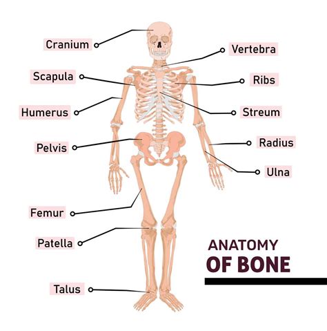 An illustrative guide to the skeletal structure of the human body