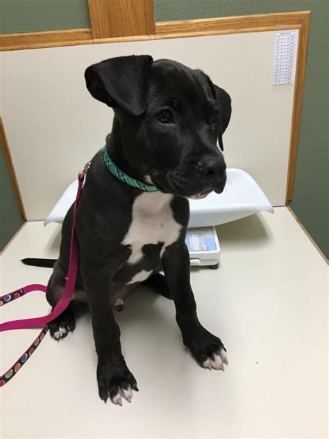 Blue Pitbull Lab Mix