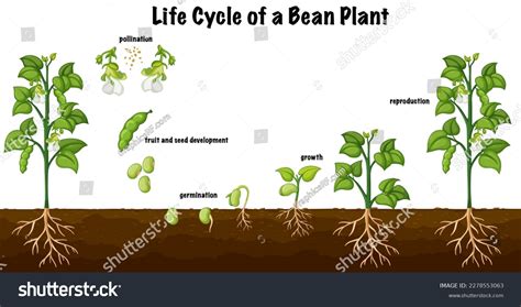Image result for Beans in Spring