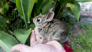 Image result for Raising Wild Baby Rabbits