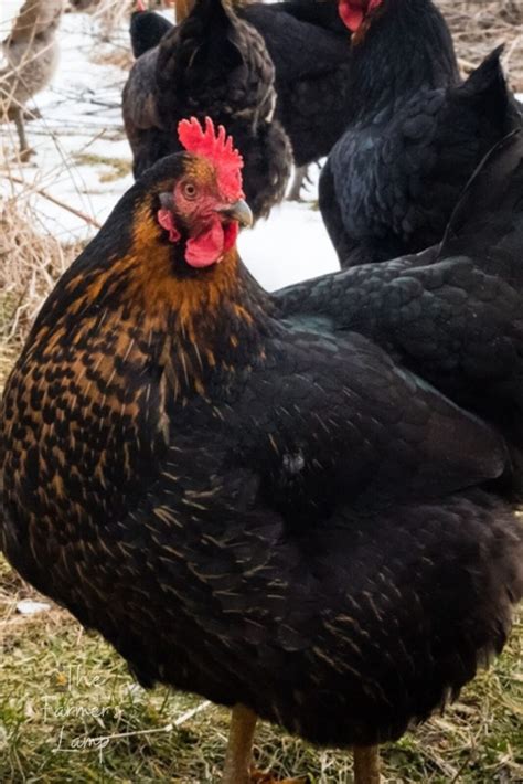 The Black Star Chicken Breed: Your Essential Guide