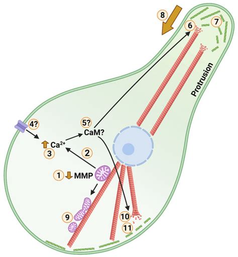 Cytoskeletal Arrest: An Anoxia Tolerance Mechanism