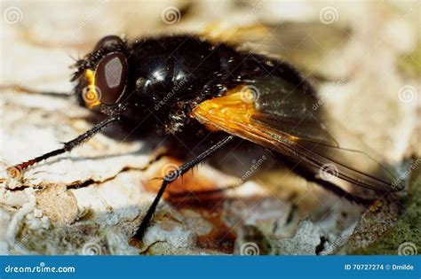 Big Black Fly with Golden Wings Stock Photo - Image of black, eyes ...