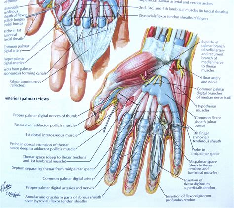 Tendon Diagram Of Wrist - Wrist Joint Anatomy|Bones, Movements ...