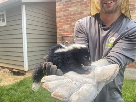Methods to Keep Skunks From Nesting Under Your Deck
