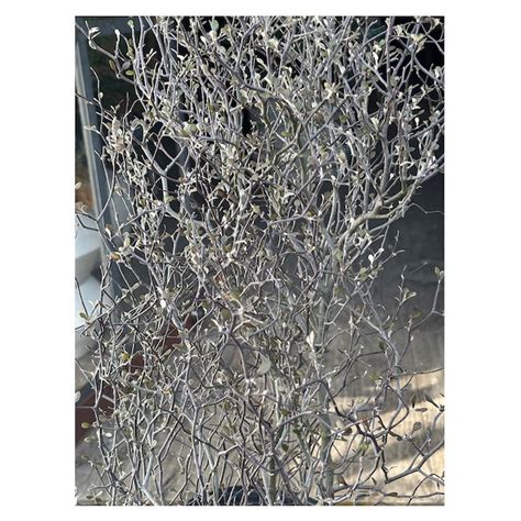 Corokia cotoneaster 'Little Prince' | Seeding
