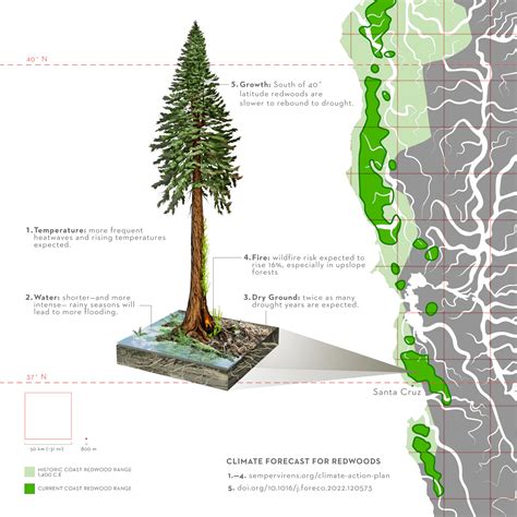 Redwood Tree Diagram