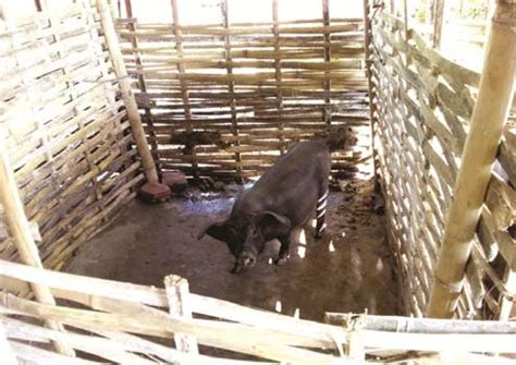 Intensive Pig Farming 的图像结果