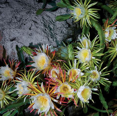 Night Blooming Cereus Sally Mann