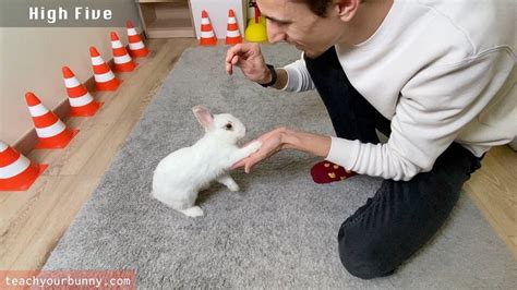 Rabbit Training 的图像结果