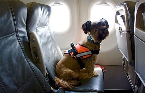 如何在飞机上运送狗？在俄罗斯和国外空运狗的规则。软载体和保持架的尺寸和选择