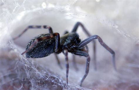 What Are The Big Black House Spiders at Carmina Cox blog