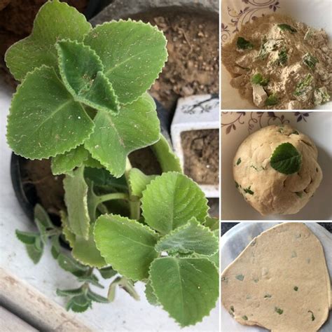Ajwain: ದೊಡ್ಡಪತ್ರೆ ಗಿಡ ಮನೆಯಲ್ಲೇ ಬೆಳೆಸಿ, ನಿಮ್ಮ ಜೀವಿತಾವಧಿ ಹೆಚ್ಚಿಸಿಕೊಳ್ಳಿ ...