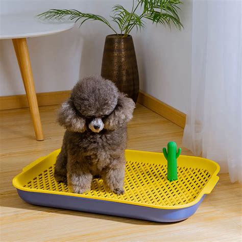 How Do You Potty Train An Indoor Dog