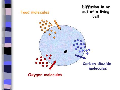 Examples of Diffusion in Cells 的图像结果
