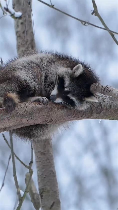 Raccoons Where To Sleep