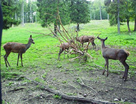 Observation 的图像结果