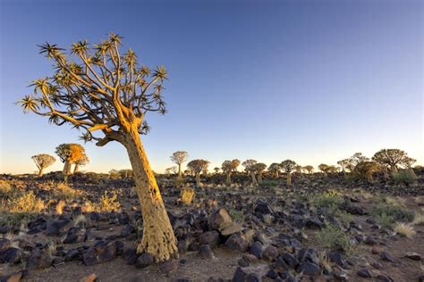 Quiver tree forest outside of keetmanshoop namibia at dawn | Premium Photo
