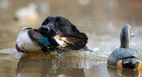 Dogs Hunting Duck