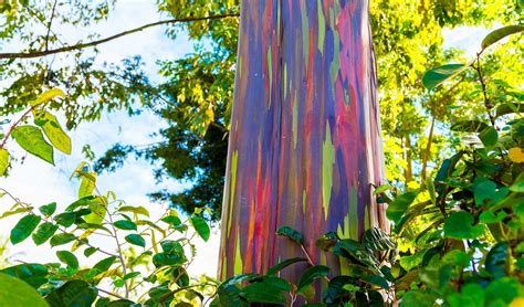 Exploring the Beauty and Diversity of Rainbow Eucalyptus in Australia: A Comprehensive Guide