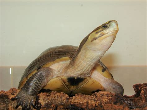 Image result for malayan box turtle setup