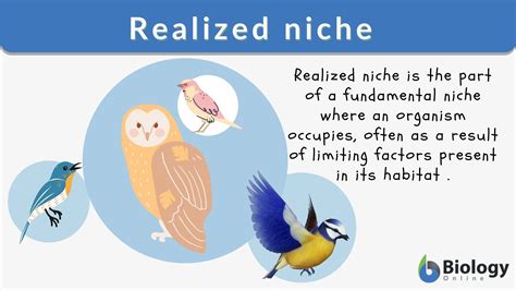 Niche Vs Habitat