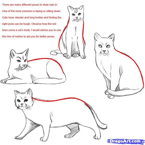 Image result for How to Draw a Cat Tutorial